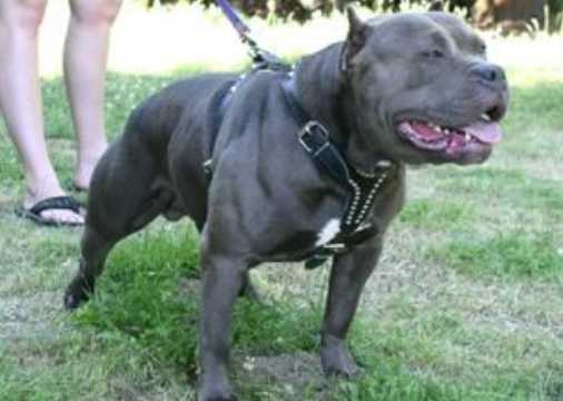 MUGLESTONS BLUE BOOGIE MONSTER