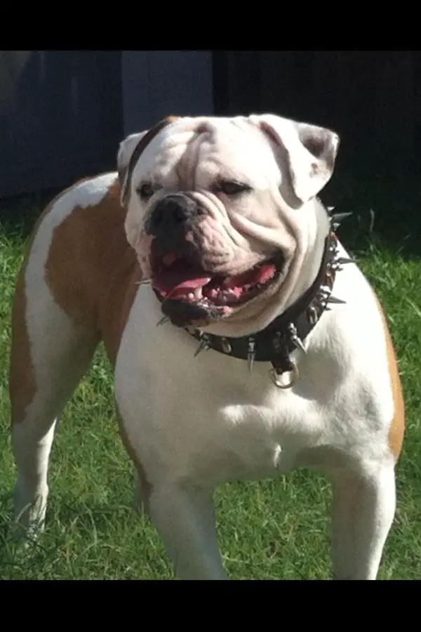 CFBs King Lock Ness of Diaz Bullz aka Titan