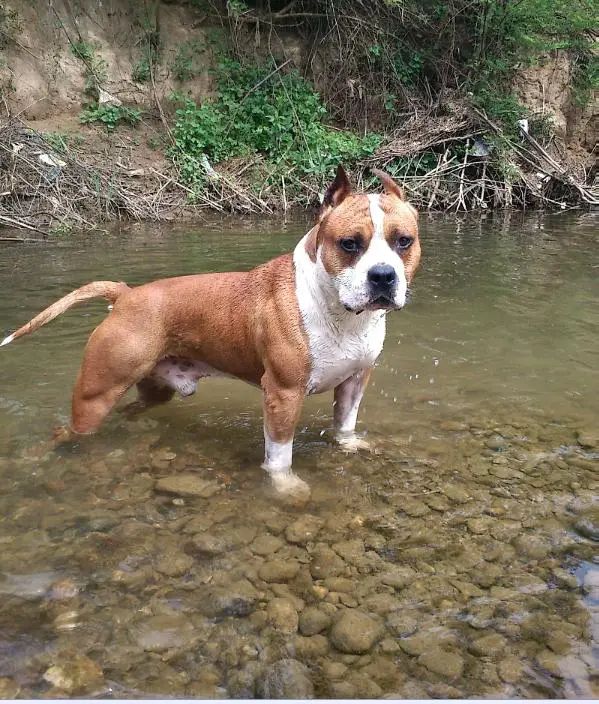 Bingo od 1300 Kaplara