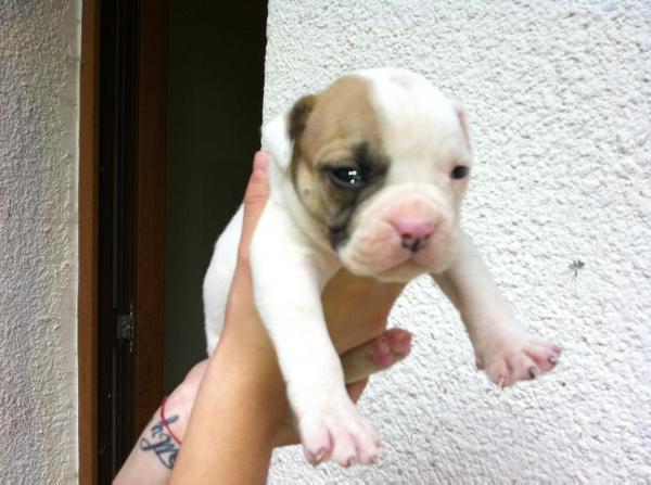 Transilvanian Bulls Conie