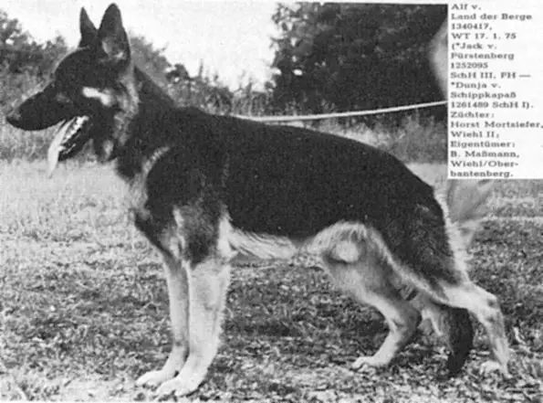 Alf vom Land der Berge