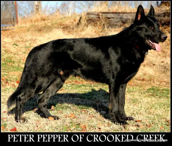 Peter Pepper of Crooked Creek