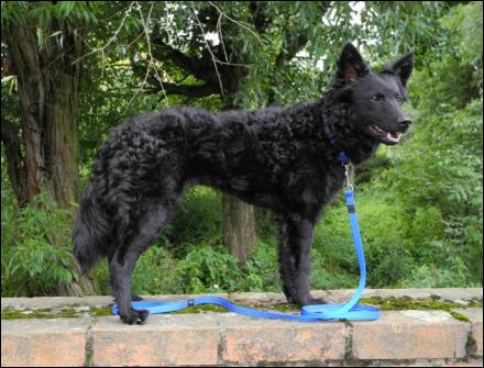 CH. PL Kiralytanyai GARSHII