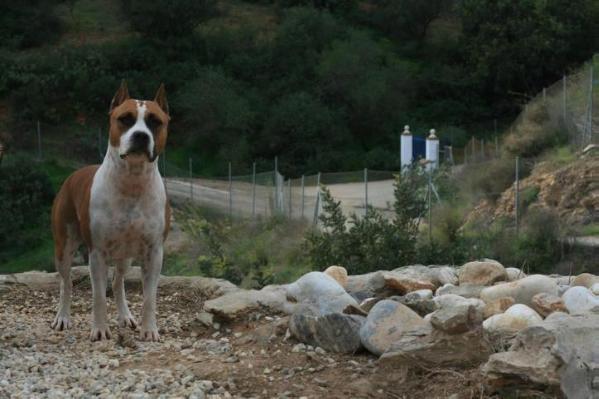 SOUTHERN DREAM BETTINA