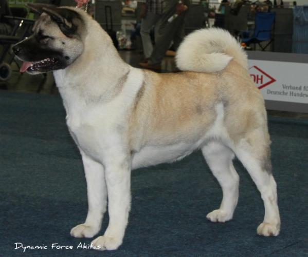 CH Regalia's National Treasure