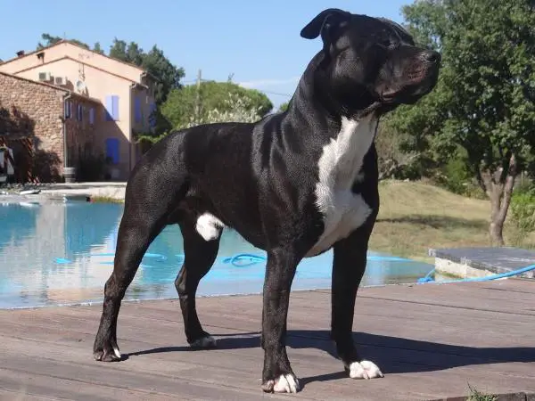 Gatsby de la griffe du dragon