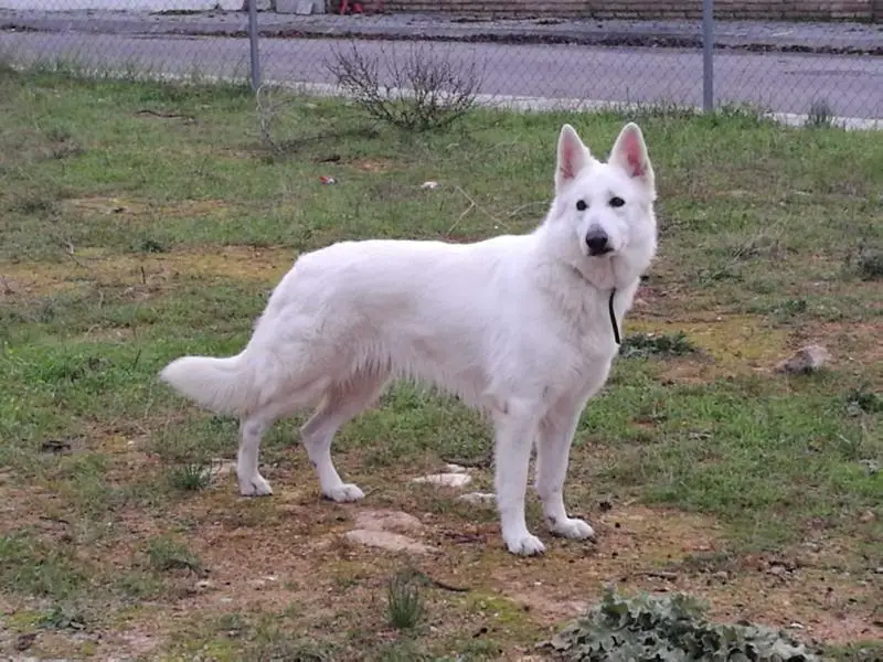 Joyful White Angel´s Bijou