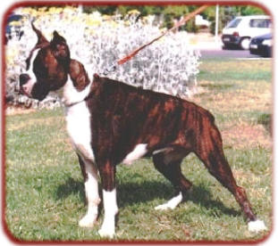 DOMENICA DE LOS MORRITOS