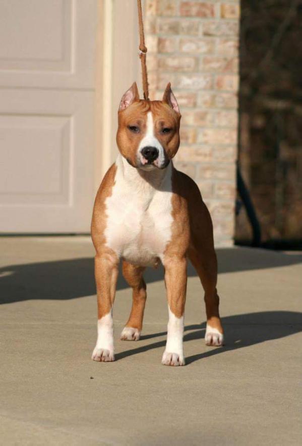 CH Plk'S perfectly imperfect