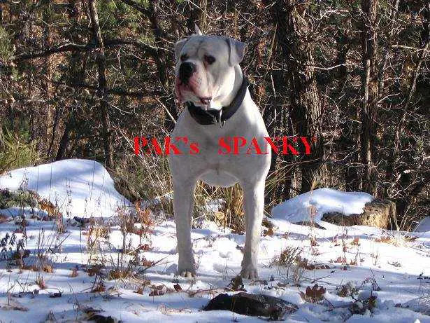 Pure American Kennel's Spanky