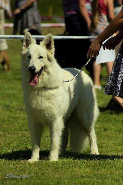 CH.PL. NADIR Grand Canyon