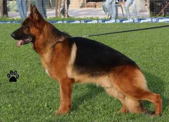 V Fransisco di Casa Gregori