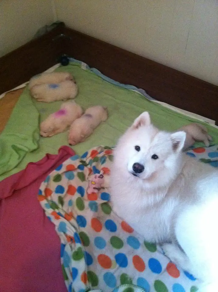 Chatanika's White Oleander