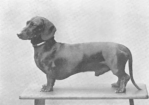 Fellow von Calenberg