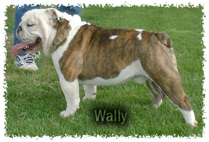 A Perfect Pet Wally of Sumo