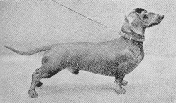 Heinz vom Annenhof-Schneid