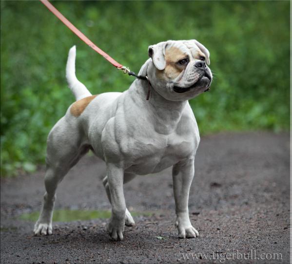 EU CH, ABNA GrCH, RusGrCH, 4xClubCH, 2xJClubCH Tigerbull Euphoria