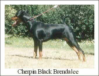 Cherpin BLACK BRENDALEE