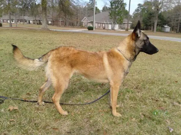 Windrush's Night Watch