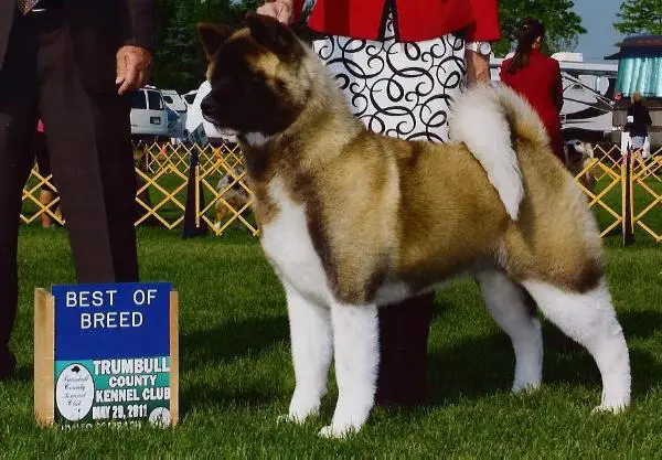 AKC GCH Regalia's Ultra Suede