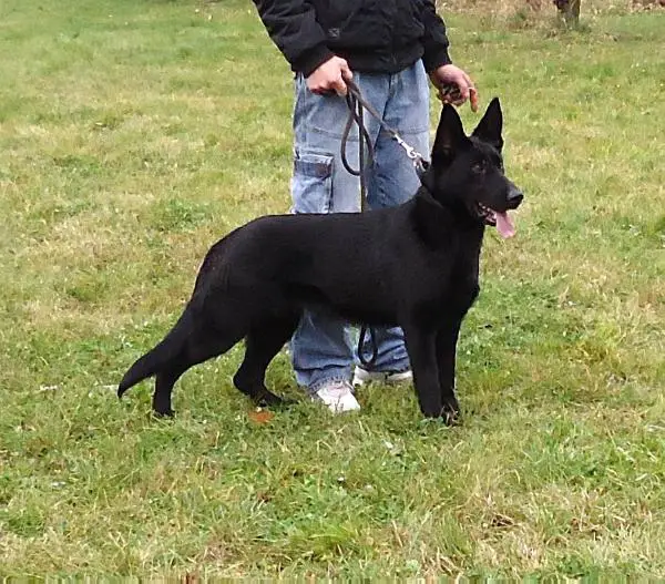 Luna Dobrzykow (2011)