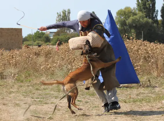 Akuna Matata iz Komandy Azart