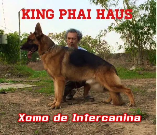 V Xomo de Intercanina