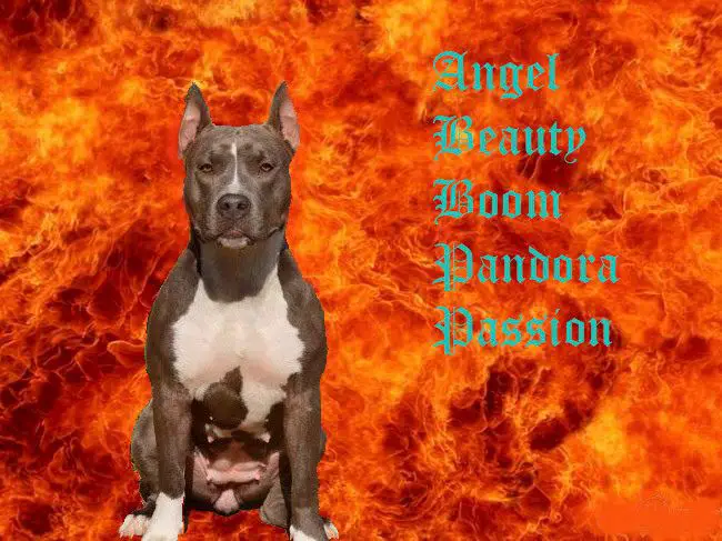 JCHR, CHR, CHRKF, T-1 Angel Beauty Boom Pandora Passion