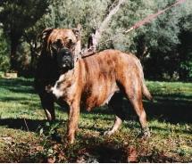 CH Osiris des dobs de la Loube