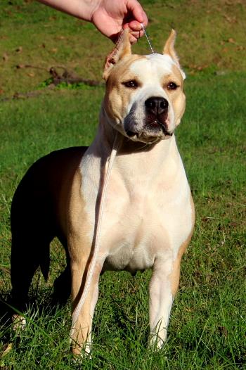 Storytime N Explicit's Pretty Girl Rock