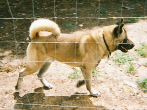 Mississippi's Kyusha Fujiyama