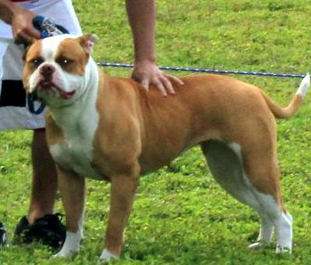 Epic Bullies Jr. Champion Torita
