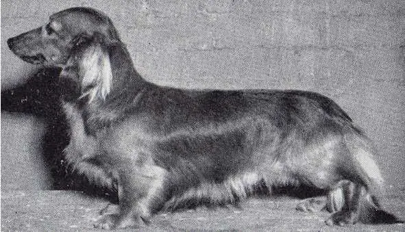 ENG CH Springmount Saxon Of Bowerbank