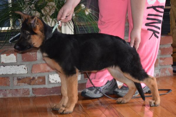 Charley vom Iron Cross