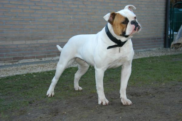 Best of Bulldogs Ms Fifty Fatal Beauty