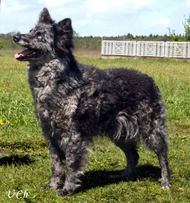 Szürkevillám Gyuru