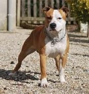 Buddy doggz star Dakota Jim ´