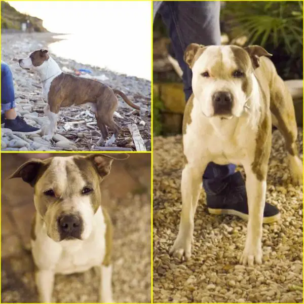 P.S's Soul Is My Daimon Of Fianna Team