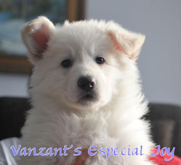 Vanzant's Especial Joy