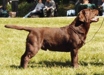 CH FI, CH EST Nipntuck happy days