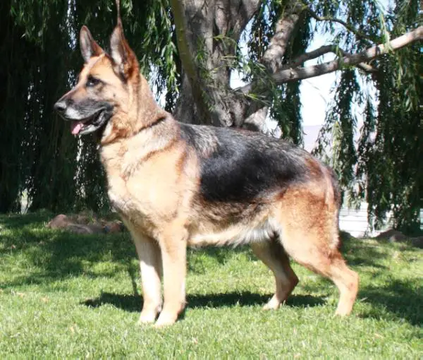 Olympia Vom Klostermoor