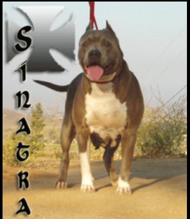 'PR' Mott's Che Che Sinatra