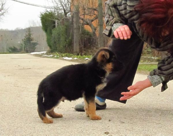 Tarzan vom haus Nicol