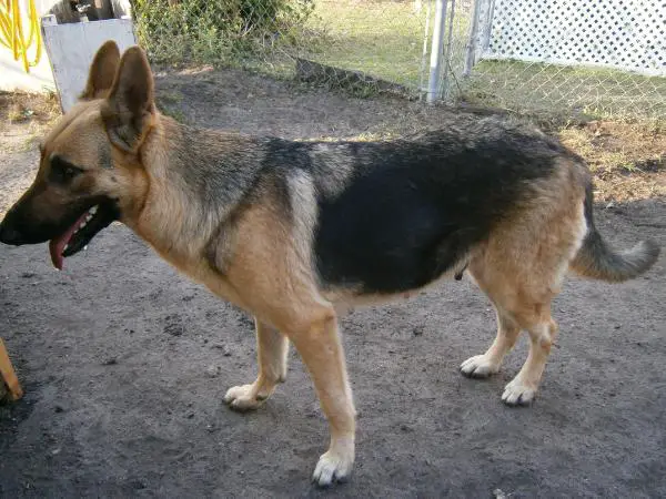 Dina XXIV