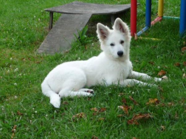 White Beauty of Jackie's white Flake Farm