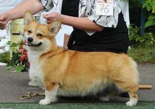 Vlaterfolg Fleur De Liss