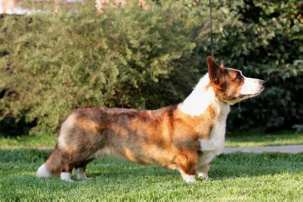 RUSCH Corgi na Volge Berta Sagolik