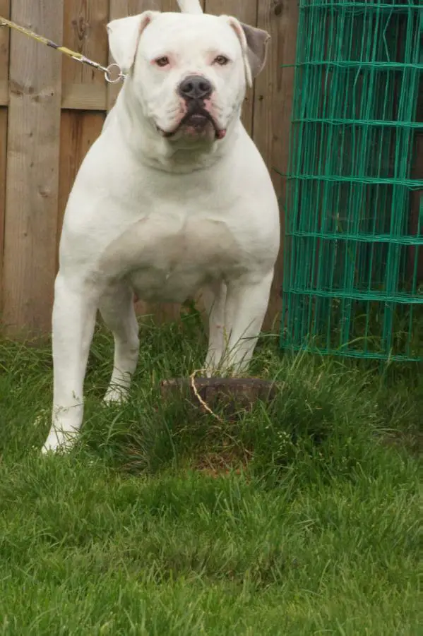 Bacchus Bulldogs' Nala Blue Eyes