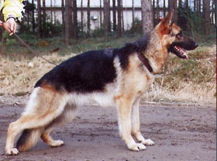 V Gera vom Fiemereck