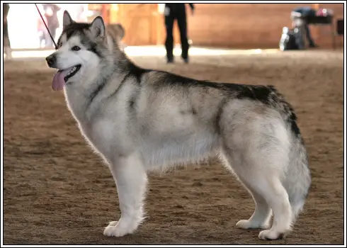 FIN, NO CH Silverdream's Heart Melody